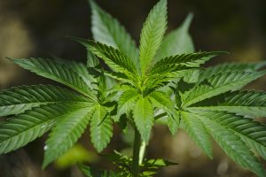 marijuana surety bonds services