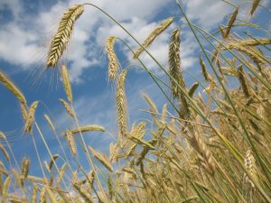 North Dakota Roving Grain Buyer Bond