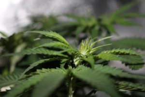 Illinois Marijuana Surety Bond
