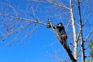 Wisconsin Tree-Brush Trimmer Bond