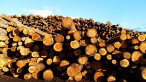 Timber Buyer Auburn Alabama,