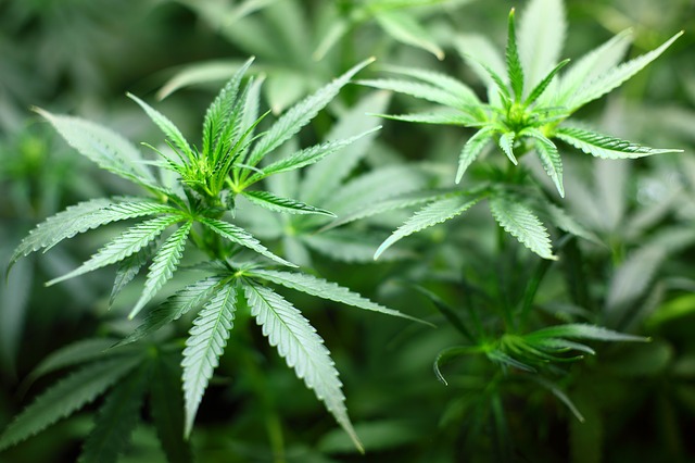 California Marijuana Surety Bond