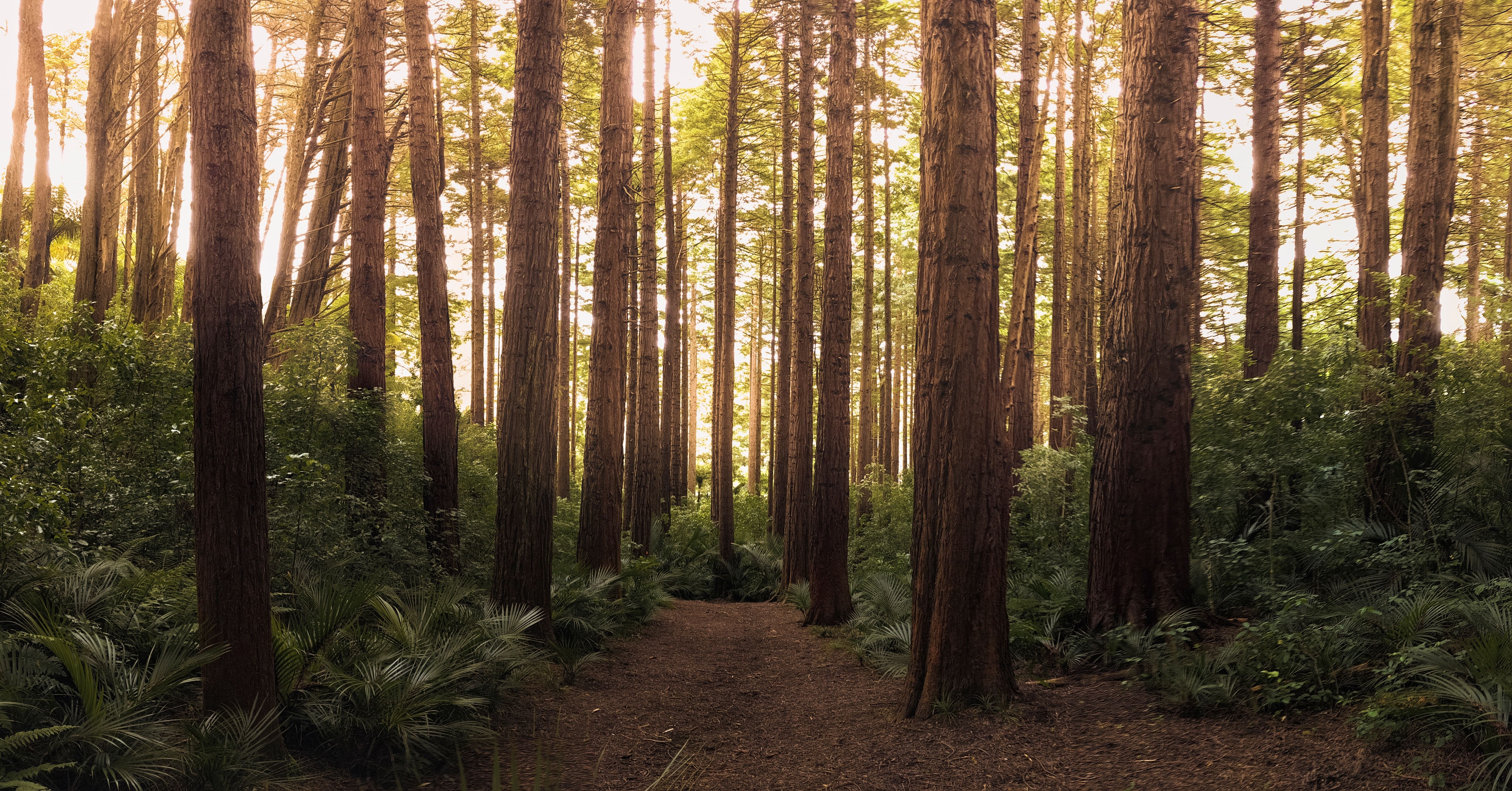 Anne Arundel County Forestation Agreement Completion Bond
